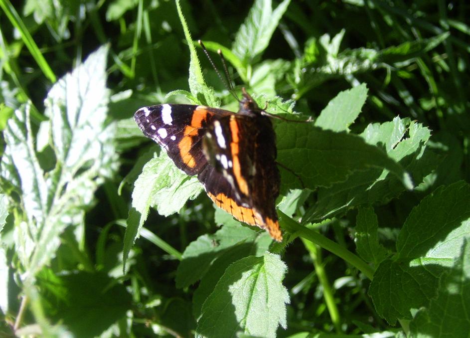 Vanessa atalanta
